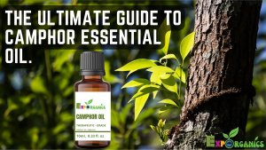 Camphor Essential Oil